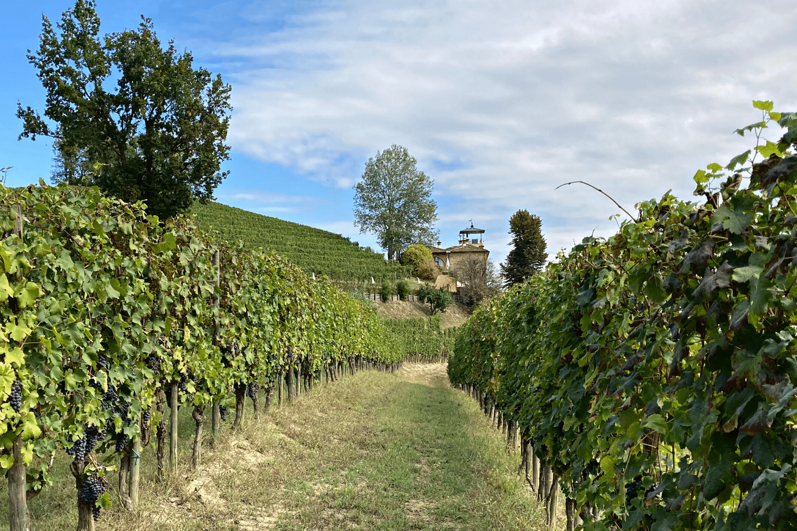 2Italia Piemonte Food & Wine 2Italia Piemonte Food & Wine. Vineyard wine tasting and lunch