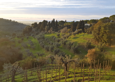 2Italia Bolgheri Food & Wine. View of hilly Bolgheri vineyard with the mediterranean in the background.