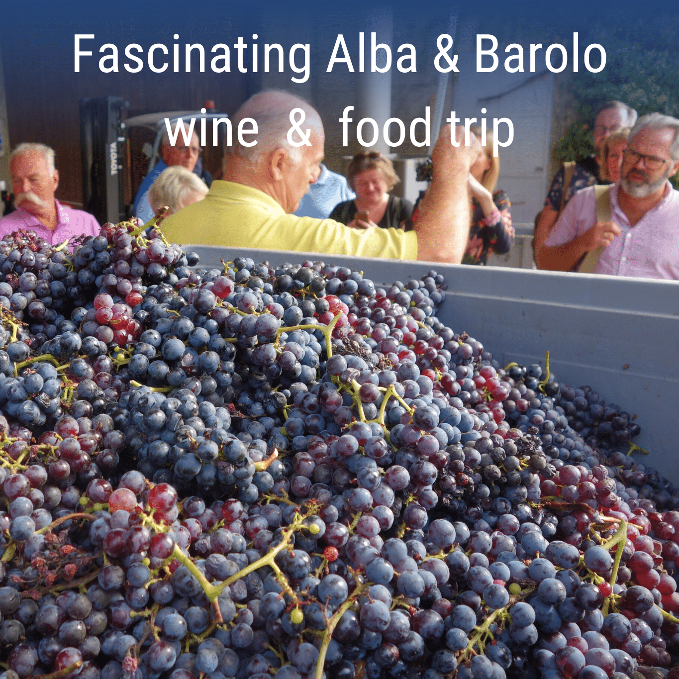 Alba food & wine