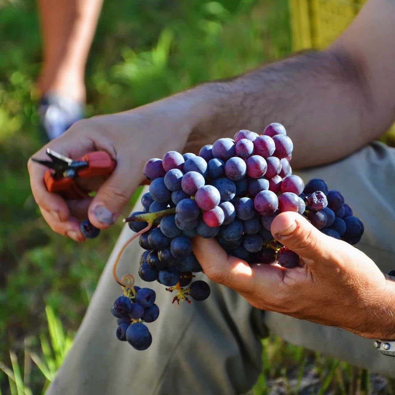 Hand full of grapes freshly cut from the vine