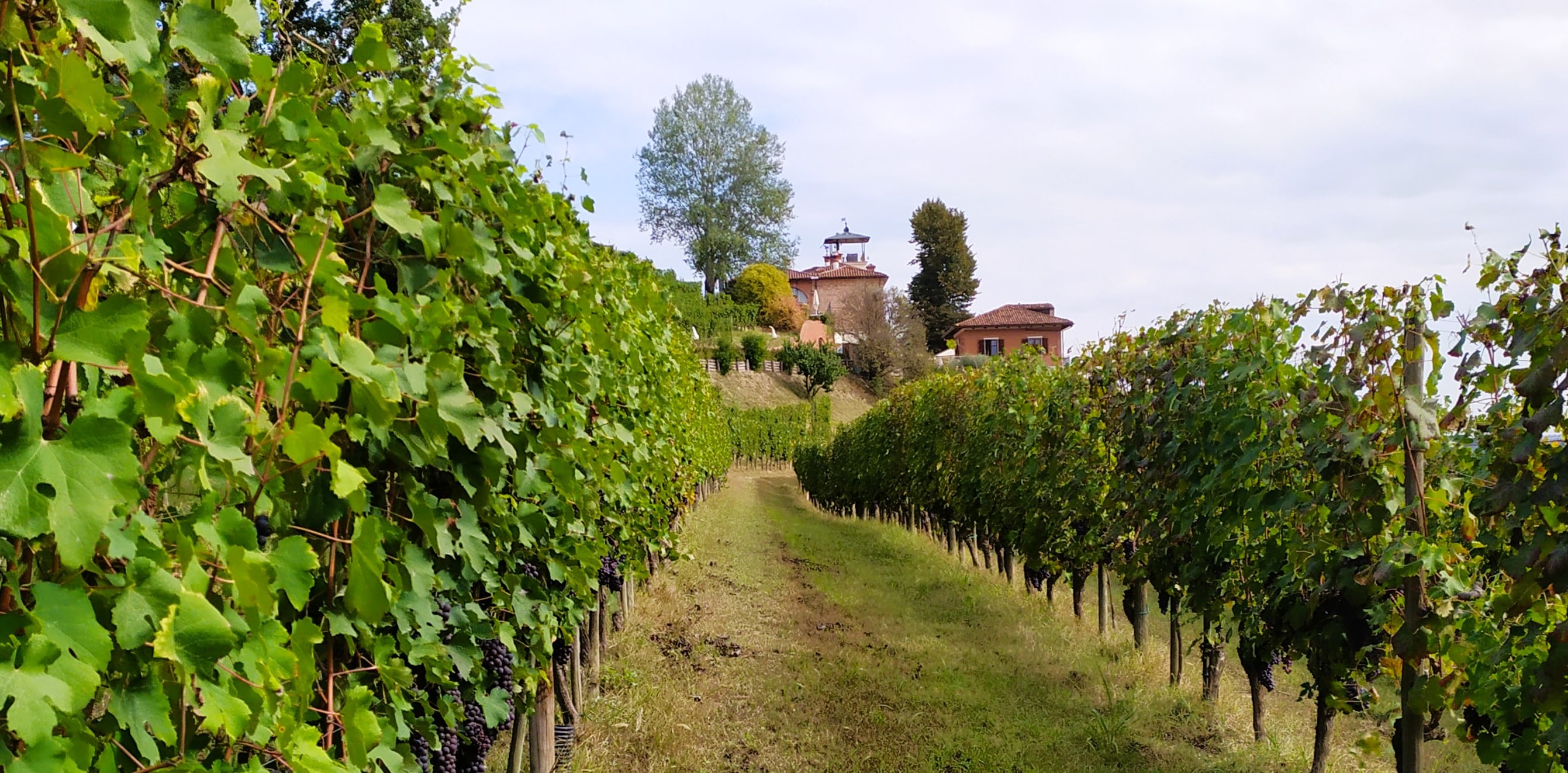 The tasting and lunch is outside with view to the vineyard